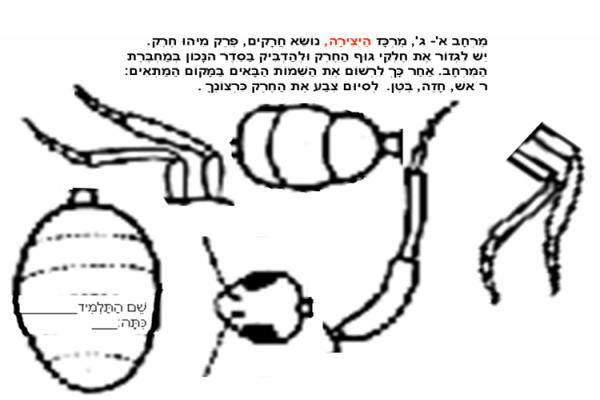 למרכז היצירה: משימת גזירה, הרכבה וצביעה של גוף החרק.